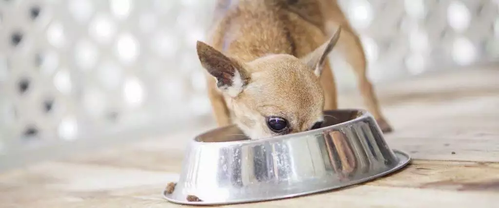 The Best Wet Dog Foods Tinned Pouches Canned