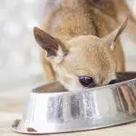 Best Wet Dog Food UK 2026: Top Tins, Trays & Pouches