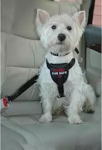 CLIX Car Safe Harness for Dogs