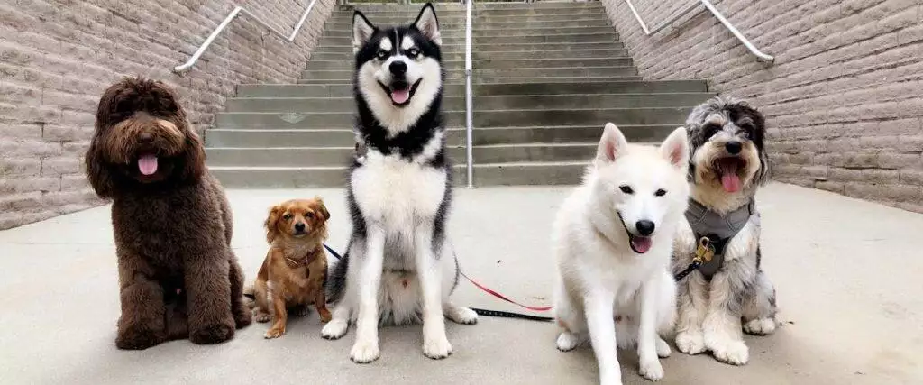 The Life Stages Of A Dog