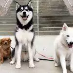 The Life Stages Of A Dog