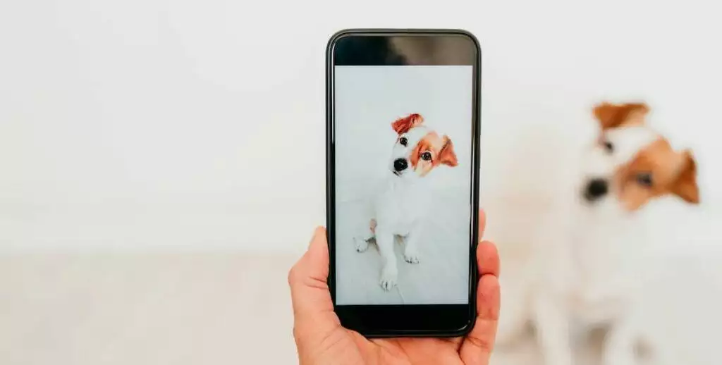 The Rise Of Pet Technology