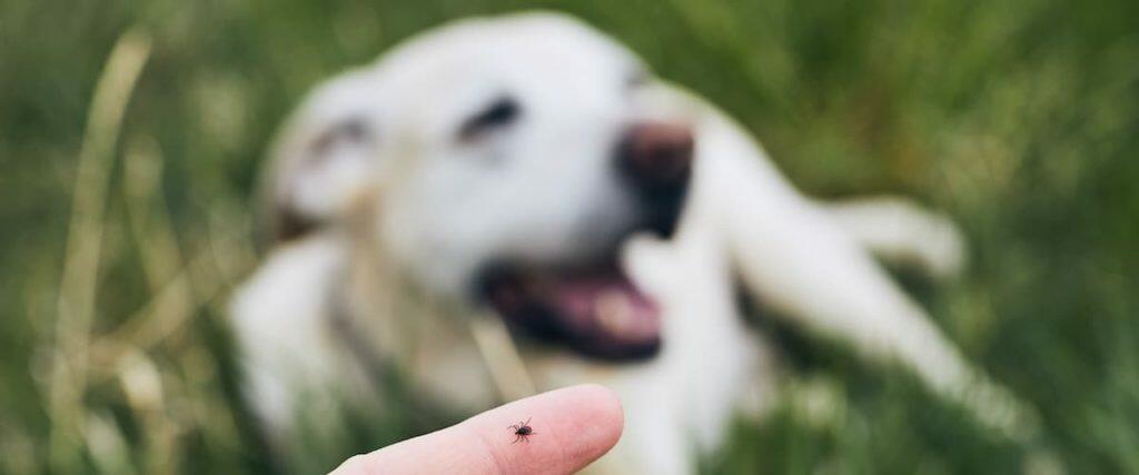 Ticks On Dogs