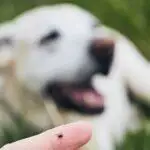 A Guide To Ticks On Dogs & Cats