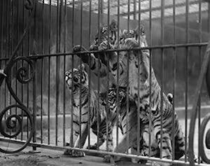 Tiger Cub Martin Van Buren