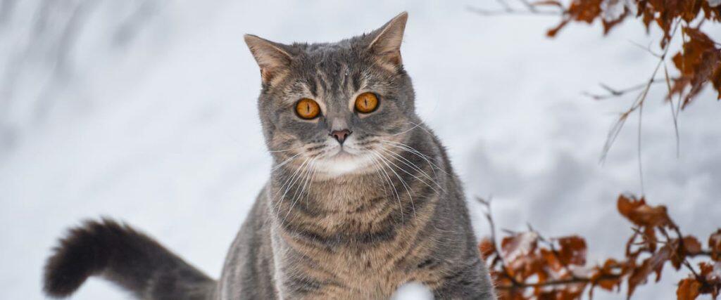 Tips For Outdoor Cats Cold Weather Snow