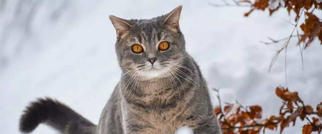 Tips For Outdoor Cats Cold Weather Snow
