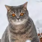 Cats And Cold Weather: How To Care For Felines In Winter