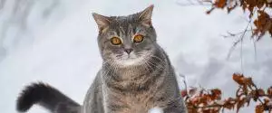 Cats And Cold Weather: How To Care For Felines In Winter