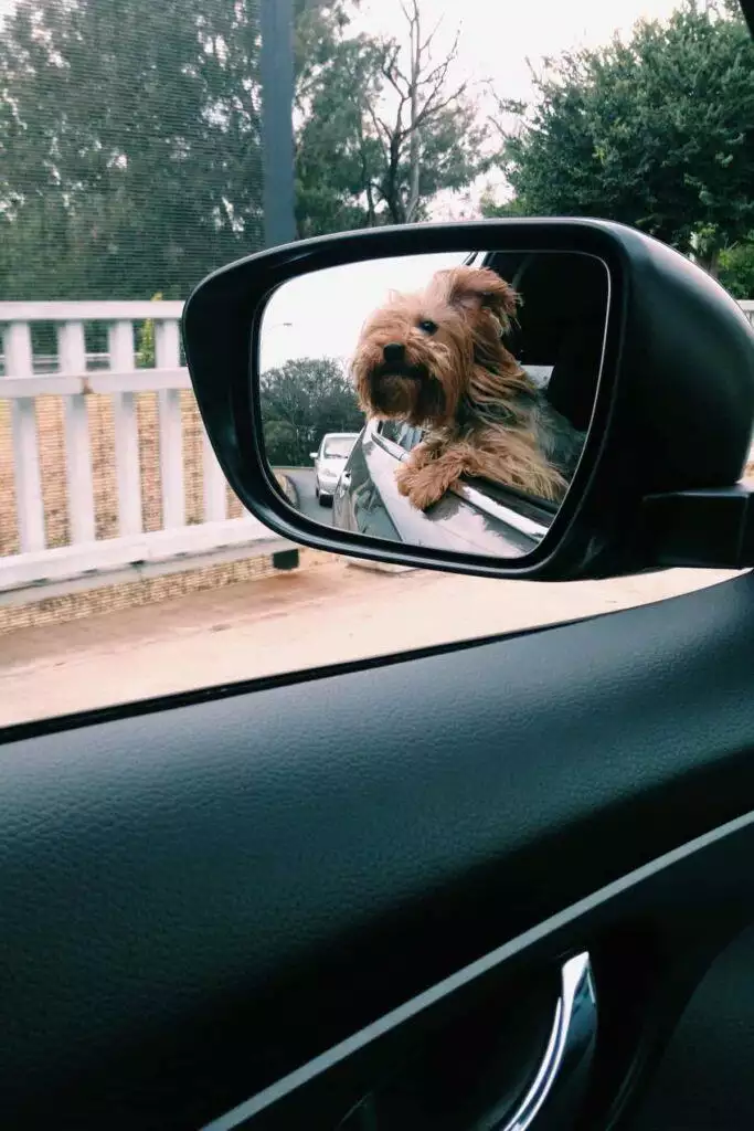 Travelling with dog in the car