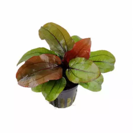 Tropical Echinodorus 'Reni' Aquarium Plant