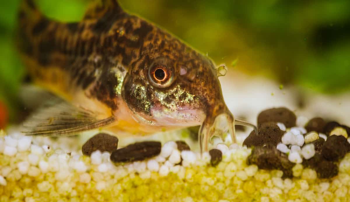 Tropical Fish Care Guide Petz