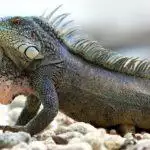 What Is The Right Bedding & Substrate For Reptiles?