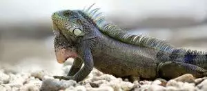 Types Of Reptile Substrate