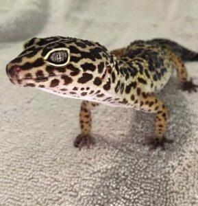 Types Of Reptile Substrate Reptile Carpet