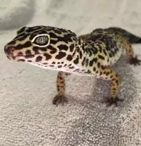 Types Of Reptile Substrate Reptile Carpet