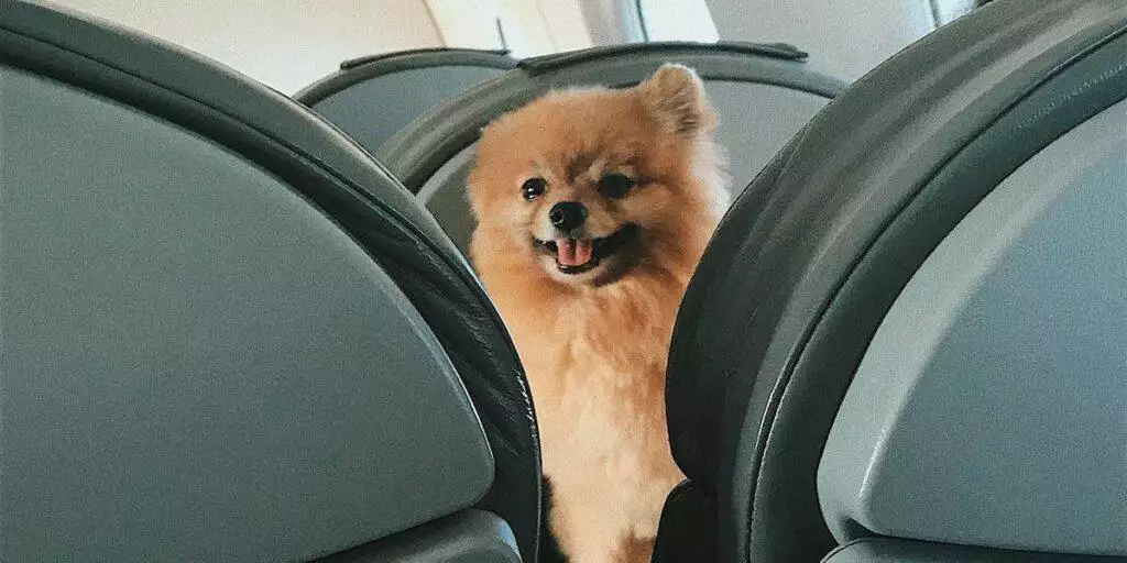 US stops emotional support dogs on planes