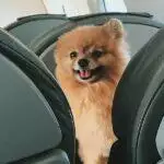 US Limits Service Animals On Planes To Dogs