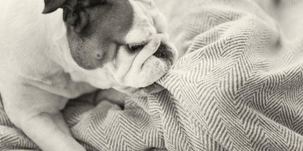 Best Indestrucible Dog Beds - chewproof dog beds