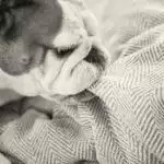 Best Indestructible Dog Beds for 2026: Chew-Proof & Tested