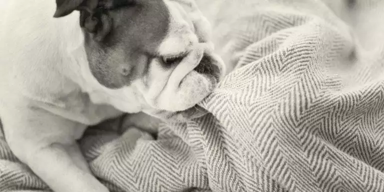 Best Indestrucible Dog Beds - chewproof dog beds