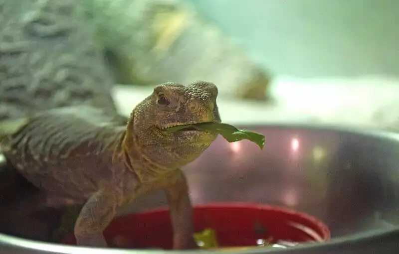 Uromastyx Diet