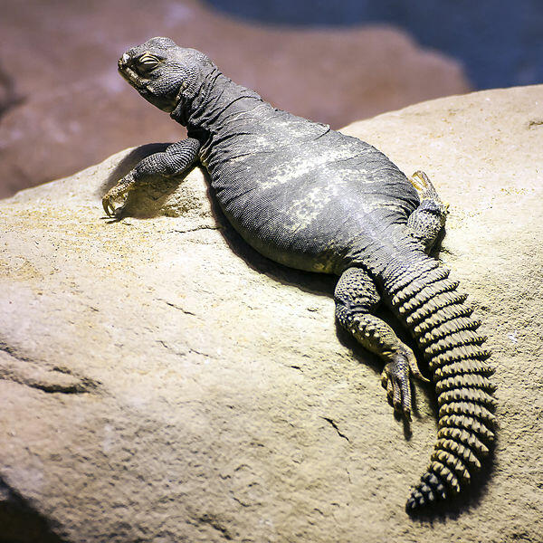 Uromastyx Lizard