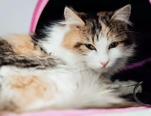 Vaccinating cats guide