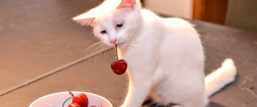 Vegan Cat Dog Diet Guide