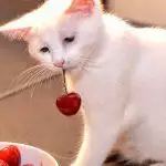 Vegan Dogs and Cats: Is It Safe?