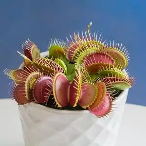 Venus FlyTrap