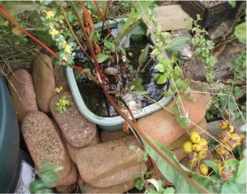 Vertical Veg Basin Pond Ideas