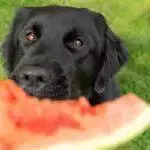 Frozen Watermelon Dog Treats Recipe