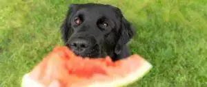 Frozen Watermelon Dog Treats Recipe