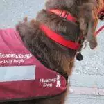 Colour-Coded Dog Leads & Harnesses: What They All Mean