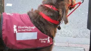 Colour-Coded Dog Leads & Harnesses: What They All Mean