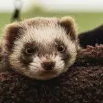 What Do Ferrets Eat?