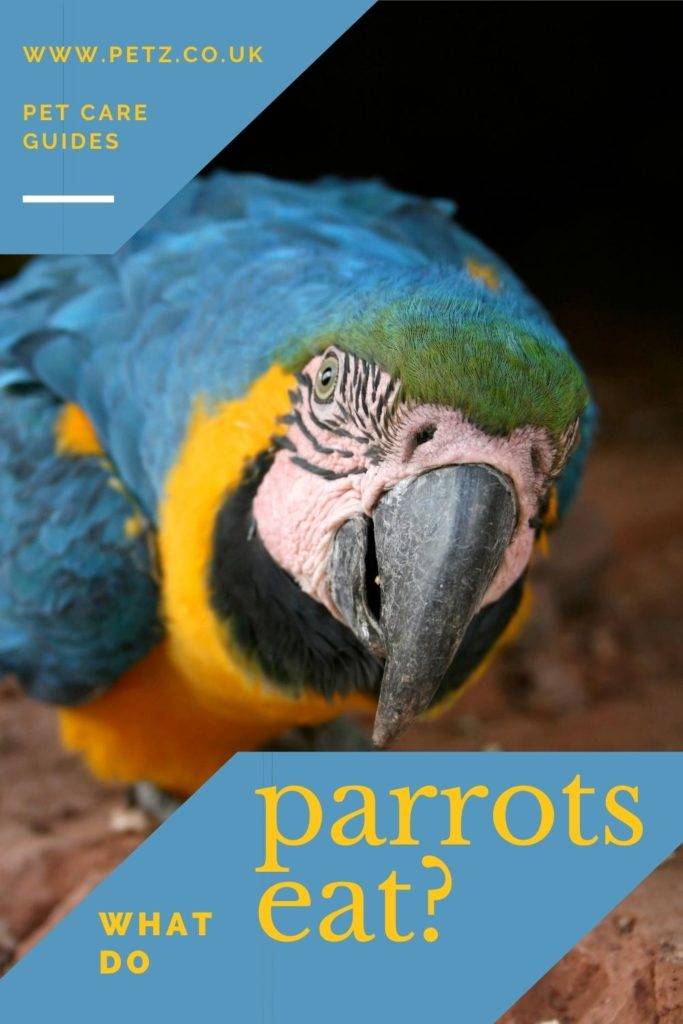 Eating Guide Parrots Petz