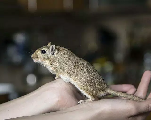 Gerbil in human hand