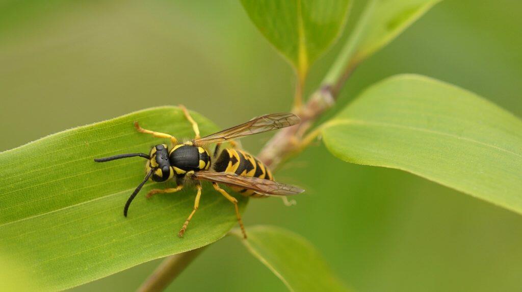 Wasp on a bright green laurel leaf