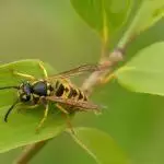 What Do Wasps Do?