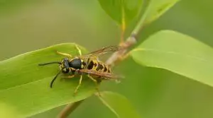 Wasp on a bright green laurel leaf