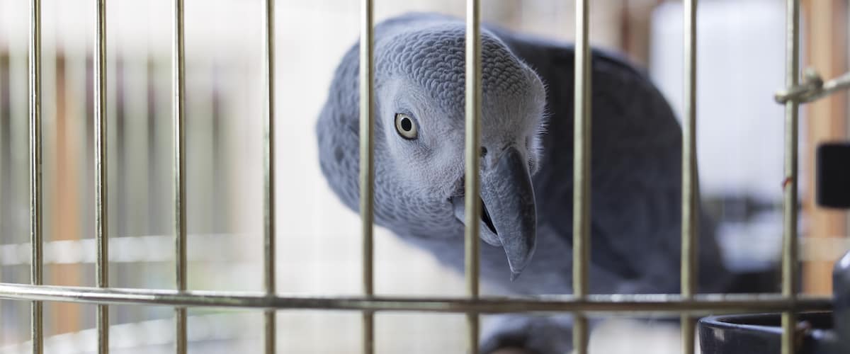 Eating Guide Parrots Petz