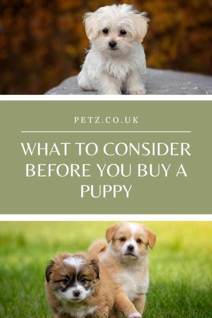 Before You Buy A Puppy Petz