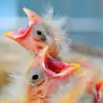 What To Do If You Find A Baby Bird