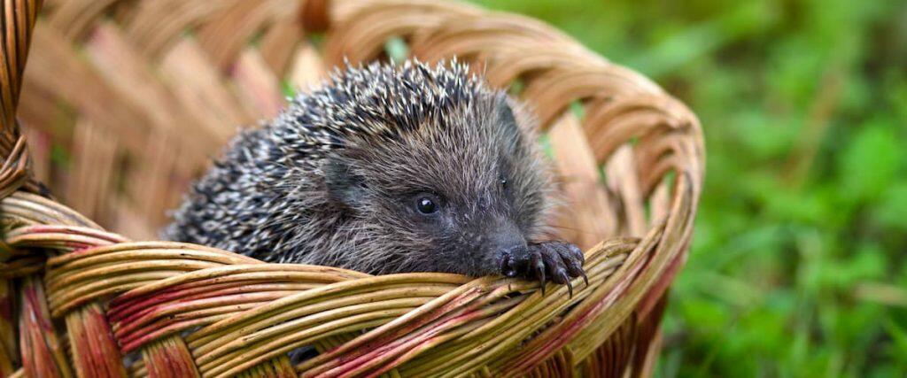 What To Feed Hedgehogs