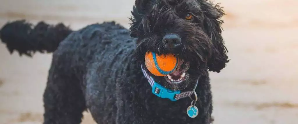 What To Put On A Dog ID Tag Guidelines Law