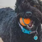 What To Put On A Dog ID Tag