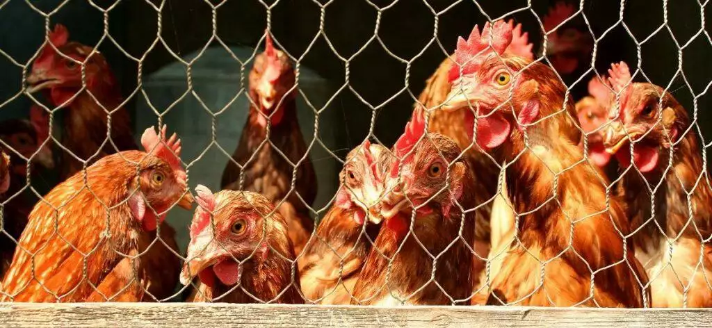 Extras Needed For Your Chicken Coop