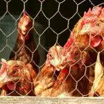 What You Need In Your Chicken Coop